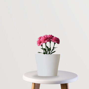 Carnation flowering plant